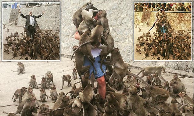 Jangan Beri Monyet Makanan Agar Tidak Apes seperti Wisatawan Ini